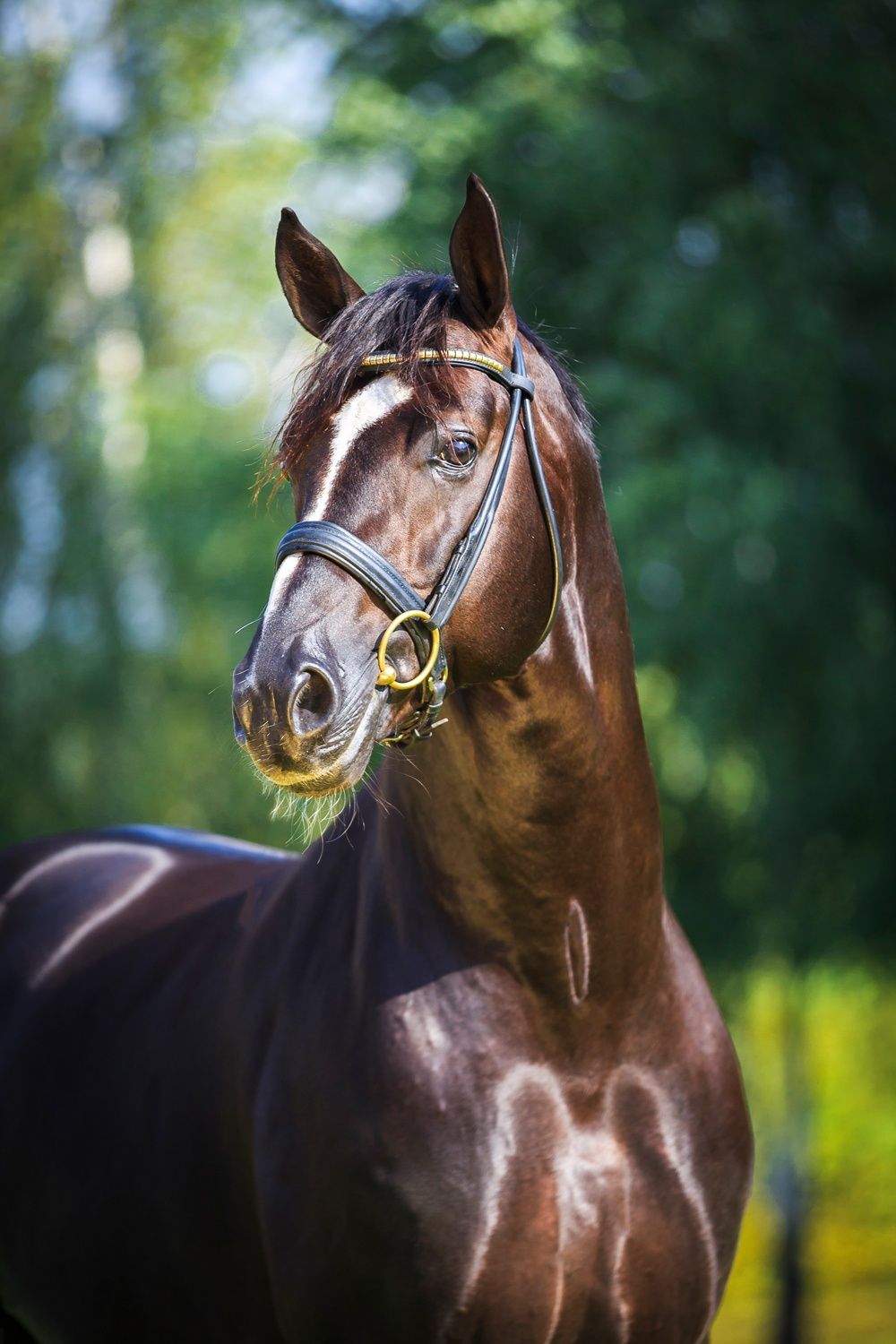 Protein in horse feeds agrobs.de